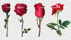 دوربری شده گل رز قرمز