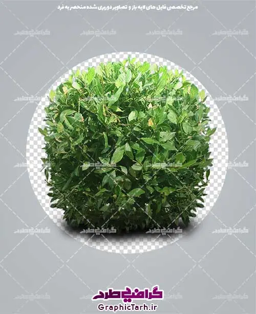 تصویر دوربری شده درخت با فرمتpng تصویر دوربری شده درخت با فرمتpng