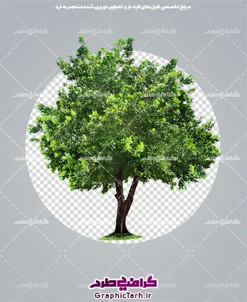 تصویر دوربری شده درخت با فرمتpng تصویر دوربری شده درخت با فرمتpng