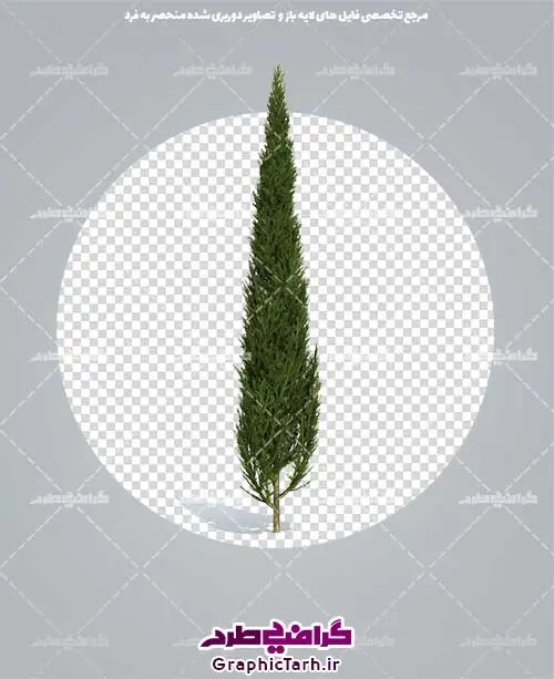 دوربری شده درخت سرو با فرمتpng دوربری شده درخت سرو با فرمتpng