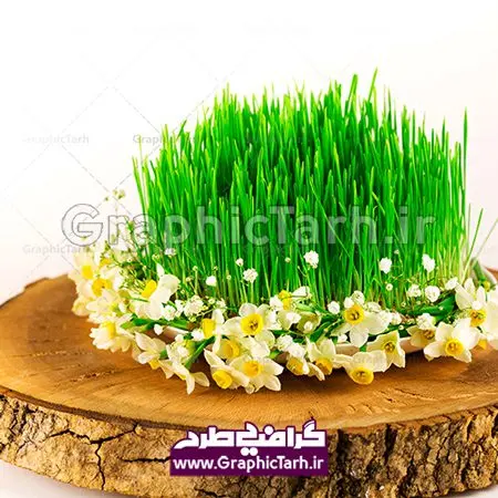 دانلود عکس استوک سبزه سفره هفت سین عید نوروز با کیفیت بالا دانلود عکس استوک سبزه سفره هفت سین عید نوروز با کیفیت بالا