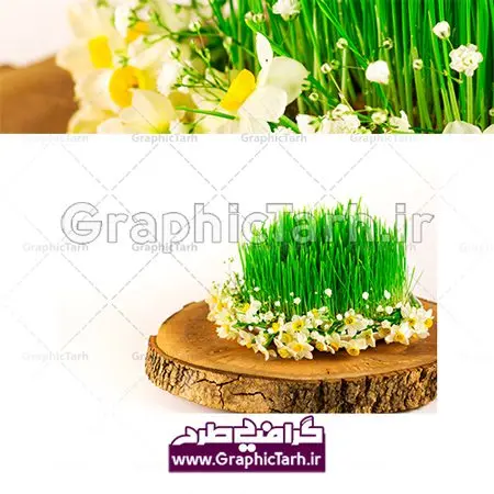 دانلود عکس استوک سبزه سفره هفت سین عید نوروز با کیفیت بالا دانلود عکس استوک سبزه سفره هفت سین عید نوروز با کیفیت بالا