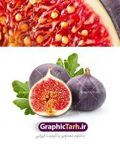 عکس انجیر سیاه با کیفیت بالا | عکس استوک باکیفیت انجیر دانلود فایل عکس با کیفیت میوه انجیر سیاه تر و تازه در سایز اصلی نمونه فایل تصویر برگ و برش های انجیر سیاه این فایل زیبا در فرمت JPG و به صورت تصویر باکیفیت در اختیار کاربران سایت گرافیک طرح قرار گرفته است. از این عکس می توانید در طرح های تبلیغاتی خشکبار استفاده کنید. دانلود عکس انجیر سیاه تر و تازه با کیفیت عالی پس زمینه عکس انجیر سفید و رنگبدی تصویر روشن می باشد. شما می توانید با خرید اشتراک نمونه طرح تصویر انجیر را بصورت رایگان دانلود کنید. با تغییر در ابعاد عکس انجیر می توانید به عنوان طرح بنر خشکباری نیز استفاده نمایید. انجیر انجیر میوه‌ای شیرین و بسیار مغذی با خواص بسیاری است. درخت آن ارتفاعی بین ۳ تا ۹ متر و برگ‌هایی پنجه‌ای‌شکل دارد. انجیر از خانواده‌ی توت‌هاست، نسبت به سرمای شدید حساس است و بیشتر در مناطق معتدل و نیمه گرم کاشته می‌شود. انجیر از صدها سال قبل به‌عنوان درمان طبیعی بسیاری از بیماری‌ها به کار می‌رود. انجیرها که به خاطر طعم شیرین، ملایم و کاربردهای متعددشان موردتوجه قرارگرفته‌اند، جزو خوراکی های کم کالری و فاقد چربی‌اند. دانلود تصویر انجیر سبز تر و تازه باکیفیت اصلی مواد معدنی و ویتامین‌های سرشار موجود در انجیر، به‌تنهایی یک دلیل عالی برای گنجاندن آن در رژیم غذایی روزانه‌ است. درحال حاضر شهرستان استهبان استان فارس بزرگترین تولیدکننده انجیر دیم در جهان می‌باشد که محصول آن از کیفیت و مرغوبیت خاصی برخوردار است. تصاویر انجیر,طرح کارت ویزیت خشکبار,عکس انجیرخشک,عکس انجیر با کیفیت عالی,دانلود فایل عکس باکیفیت انجیر,تصویر انجیر سیاه