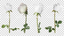 دوربری شده گل رز سفید