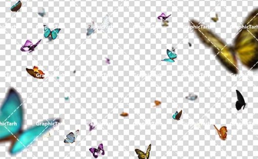 تصاویر لایه باز پروانه های در حال پرواز