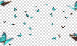 تصاویر لایه باز پروانه های در حال پرواز