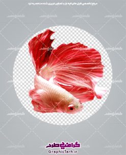 ماهی قرمز دوربری شده png