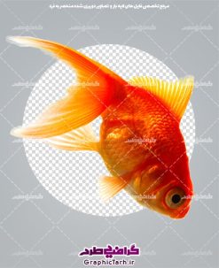 ماهی قرمز دوربری شده png