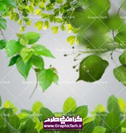 مجموعه تصاویر لایه باز شاخ و برگ سبز PSD