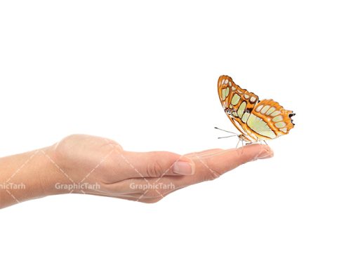 تصویر با کیفیت پروانه در دست | تصویر استوک پروانه در دست دانلود طرح تصویر پروانه در دست با کیفیت عالی عکس پروانه در دست با فرمت JPG  با پس زمینه سفید و قابل ویرایش دانلود مجموعه طرح تصویر پروانه در دست با کیفیت عالی طرح وکتور پروانه برای شما که به دنبال تصاویر با کیفیت در طراحی خود می باشید ارائه شده است. تصاویر پروانه و حشرات دارای کیفیت بسیار بالا ، در بکگراند و پس زمینه سفید از مجموعه طرح تصاویر خاص پروانه میتوان برای تبلیغات زینتی و سایر طرح ها استفاده نمود. شما می توانید از انتهای این پست عکس پروانه ها در ست را از سایت گرافیک طرح دانلود کنید. تصاویر مجموعه پروانه در دست را در پیش نمایش این طرح مشاهده می کنید. دانلود طرح لایه باز وکتوردوربری شده پروانه, طرح لایه باز تصاویر دوربری شده گل, طرح لایه باز عکس, طرح لایه باز پروانه زیبا, عکس پروانه بدون پس زمینه,پروانه, تصاویر استوک, تصاویر با کیفیت, تصاویر دوربری پروانه,تصاویر دوربری شده, تصاویر دوربری شده پروانه, تصاویر لایه باز پروانه, تصاویر لایه باز پروانه های در حال پرواز, تصویر دوربری شده, دانلود تصاویر دوربری شده, دانلود تصویر دوربری شده, دانلود عکس پروانه, دوربری شده, طرح لایه باز تصاویر دوربری شده, طرح لایه باز تصاویر دوربری شده پروانه, عکس با کیفیت, عکس پروانه, عکس پروانه بدون پس زمینه,Butterfly, Butterfly collection, collection photos Butterfly, photo, photos, photos Butterfly, picture, picture Butterfly, تصاویر پروانه, تصاویر جذاب پروانه, تصاویر خاص پروانه, تصاویر زیبای پروانه, دانلود, دانلود رایگان, دانلود رایگان پروانه, دانلود رایگان تصاویر پروانه, دانلود رایگان عکس پروانه, دانلود رایگان فایل لایه باز, دانلود رایگان مجموعه وکتور پروانه, دانلود رایگان وکتور, دانلود رایگان وکتور پروانه, دانلود وکتور پروانه, عکس پروانه, مجموعه تصاویر پروانه, مجموعه تصاویر جذاب پروانه, مجموعه تصاویر خاص پروانه, مجموعه تصاویر زیبای پروانه, وکتور پروانه